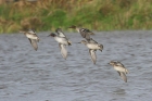 Teal by Mick Dryden Teal by Mick Dryden