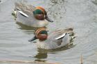 Common Teal by Mick Dryden