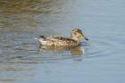 Common Teal by Mick Dryden