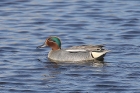 Teal by Mick Dryden