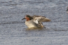 Common Teal by Mick Dryden Common Teal by Mick Dryden