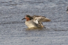 Common Teal by Mick Dryden