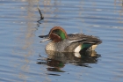 Teal by Mick Dryden Teal by Mick Dryden
