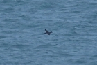 Velvet Scoter by Mick Dryden