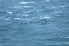 Velvet Scoters by Mick Dryden Velvet Scoters by Mick Dryden