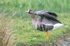 Russian White-fronted Goose by Romano da Costa Russian White-fronted Goose by Romano da Costa