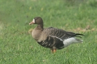 Whitefronted Goose by Mick Dryden