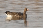 White fronted Goose by Mick Dryden