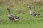 Whitefronted Geese by Mick Dryden Whitefronted Geese by Mick Dryden