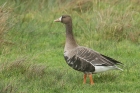 Whitefronted Goose by Mick Dryden