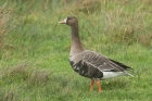 Whitefronted Goose by Mick Dryden Whitefronted Goose by Mick Dryden