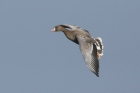 Whitefronted Goose by Mick Dryden