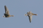 Whitefronted Geese by Mick Dryden