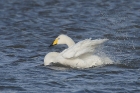 Whooper Swan by Mick Dryden