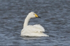 Whooper Swan by Mick Dryden