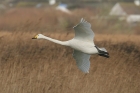 Whooper Swan by Mick Dryden