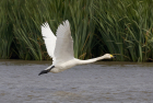Whooper Swan by Mick Dryden