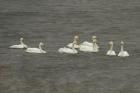Whooper Swans by Mick Dryden