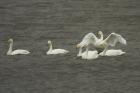 Whooper Swans by Mick Dryden Whooper Swans by Mick Dryden