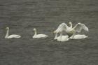 Whooper Swans by Mick Dryden