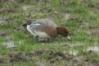 Wigeon by Mick Dryden