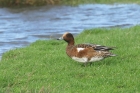 Wigeon by Mick Dryden