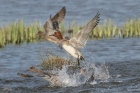 Wigeon by Mick Dryden