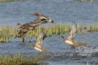 Wigeon by Mick Dryden