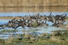 Wigeon by Mick Dryden