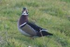 Wood Duck by Mick Dryden Wood Duck by Mick Dryden