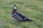 Wood Duck by Mick Dryden