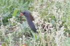 Water Rail by Miranda Collett Water Rail by Miranda Collett