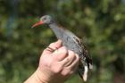 Water Rail by Miranda Collett