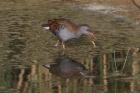 Water Rail by Ian Traynor