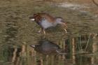 Water Rail by Ian Traynor