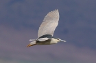 Black-crowned Night Heron by Mick Dryden Black-crowned Night Heron by Mick Dryden