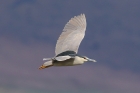 Black-crowned Night Heron by Mick Dryden