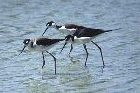 Black necked Stilts by Mick Dryden