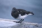 Black Turnstone by Mick Dryden