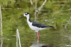 Black-necked Stilt by Mick Dryden