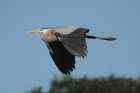 Great Blue Heron by Mick Dryden
