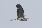 Great Blue Heron by Mick Dryden