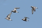 Black-bellied Plover by Mick Dryden