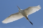 Great White Egret by Mick Dryden Great White Egret by Mick Dryden