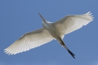 Great White Egret by Mick Dryden