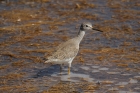 Greater Yellowlegs by Mick Dryden