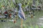Greater Yellowlegs by Mick Dryden