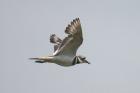 Killdeer by Mick Dryden