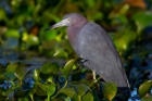 Little Blue Heron by Miranda Collett