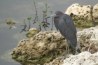 Little Blue Heron by Mick Dryden